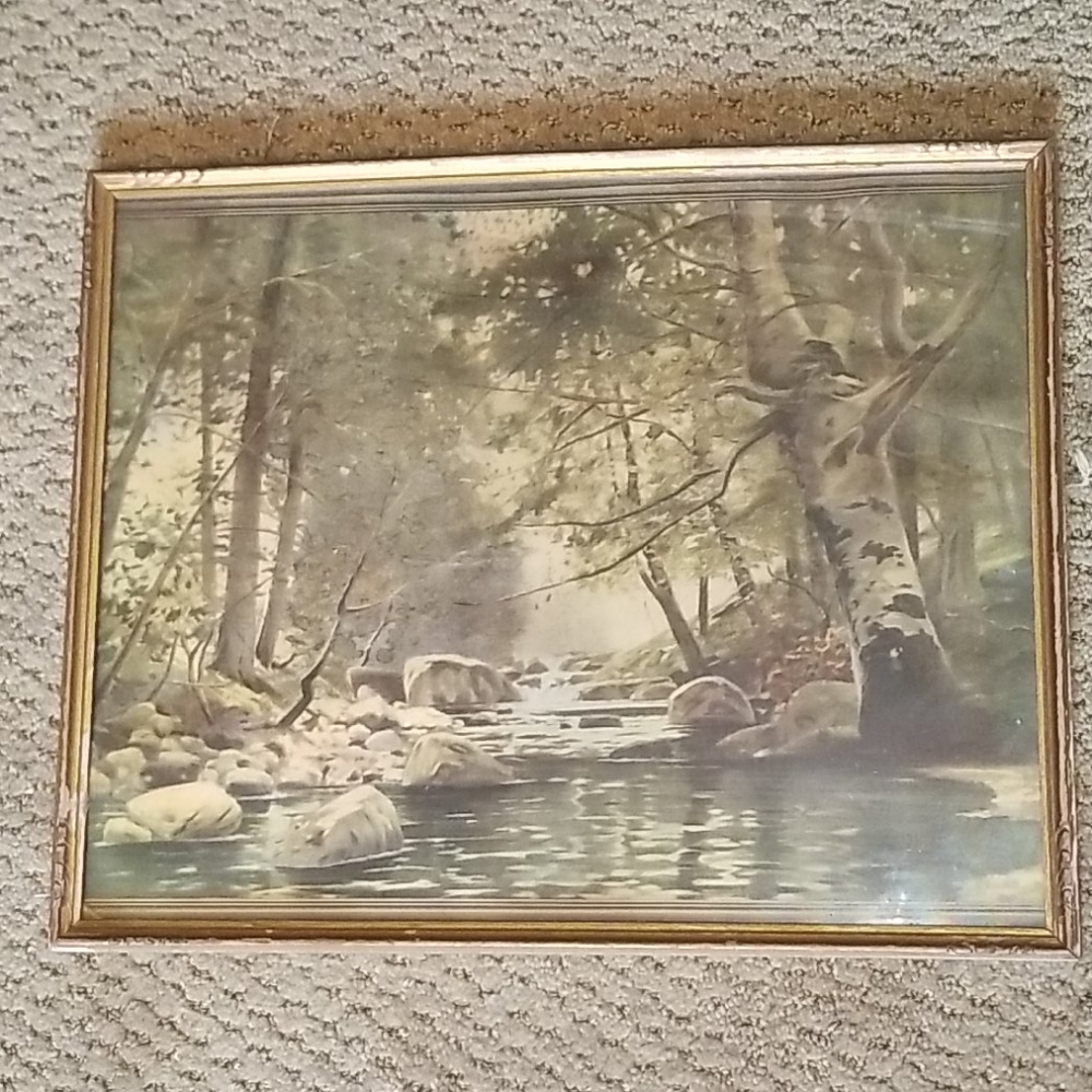 stream birch tree pic